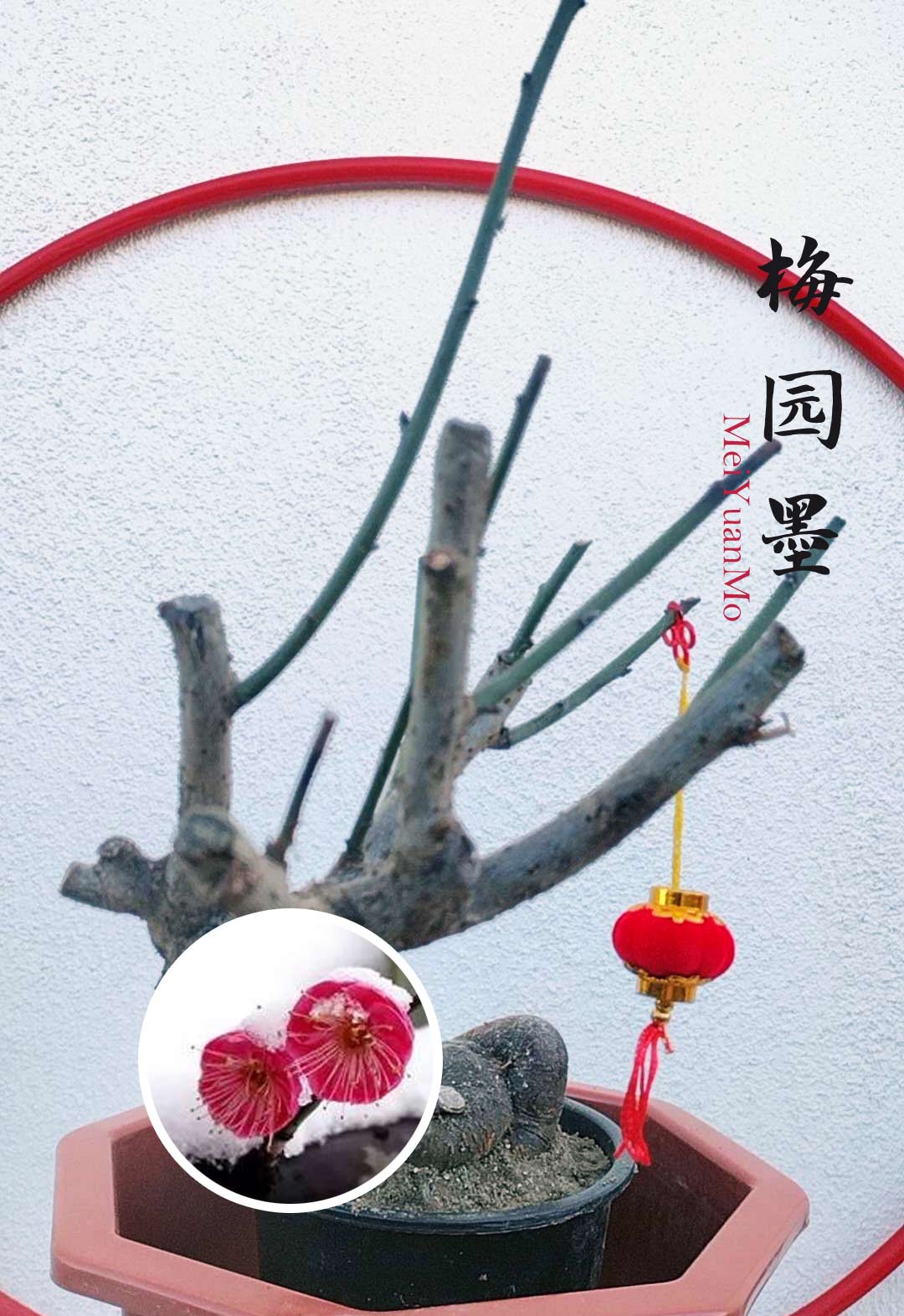 Rare Red MeiYuanMo Japanese Apricot Bonsai (Prunus mume) – 10+ Year Old with Buds