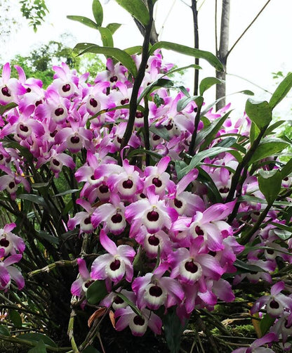 Den officinale 金钗石斛 Dendrobium nobile without flowers