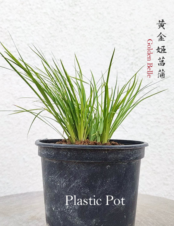 Golden Belle Calamus Acorus Bonsai – Fragrant Foliage & Traditional Chinese Scholar’s Plant with pot CYMUS Nursery