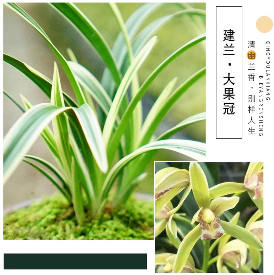 大果冠 Live Cymbidium dwarf ensifolium-DaGuoGuan Bare Foot and Shipped Without buds 国兰