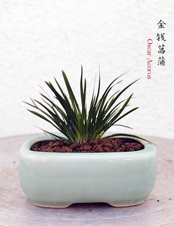 Oscar Calamus Acorus Bonsai – Fragrant Foliage & Traditional Chinese Scholar’s Plant with pot CYMUS Nursery