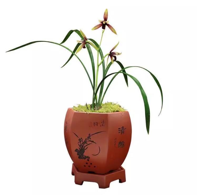 Live Cymbidium Orchid  赤城 Flowers Easy to Grow, House Plants-ChiCheng - 建兰