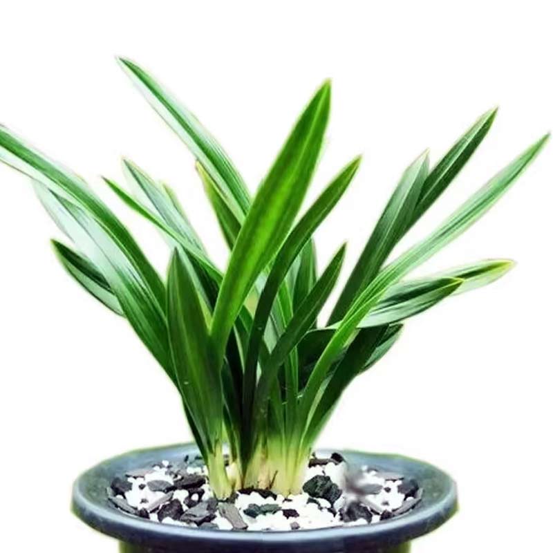 Chunlan Orchid “Yu Linglong” goeringii – Premium Lotus Petal Masterpiece with Buds