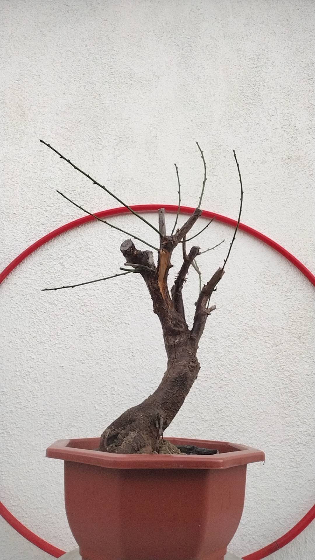 Rare Pink Japanese Apricot Bonsai (Prunus mume) 12+ year old