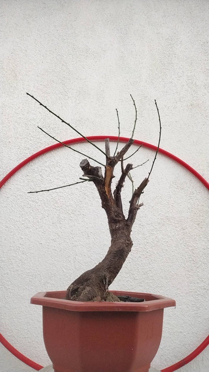 Rare Pink Japanese Apricot Bonsai (Prunus mume) 12+ year old