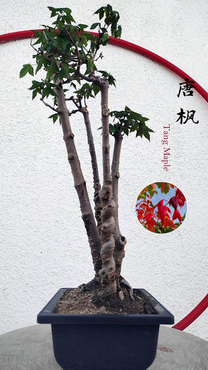 Authentic Chinese Trident Maple - Fiery Red Fall Colors, Old Style Nebari with pot