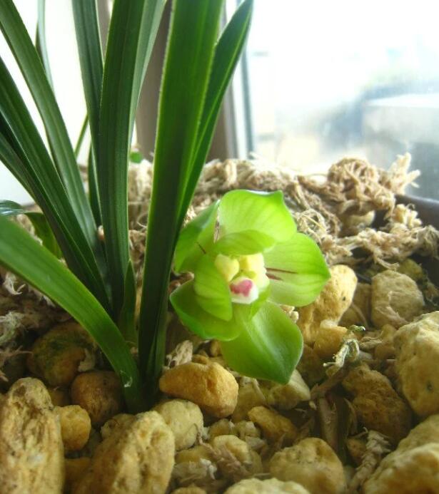 Pre-order Cymbidium Orchid Goeringii Green Cloud 绿云 Bare Root without buds