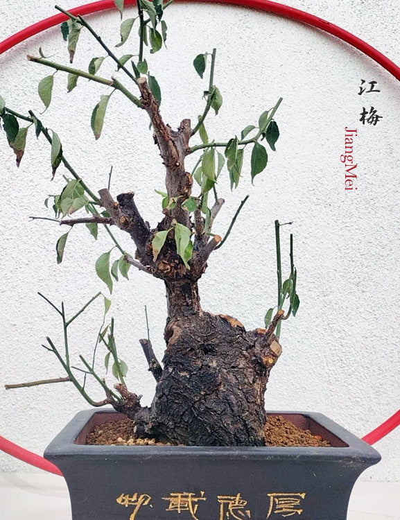 Rare White Plum Blossom JiangMei Japanese Apricot Bonsai (Prunus mume) – 15+ Year Old with pot CYMUS Nurery