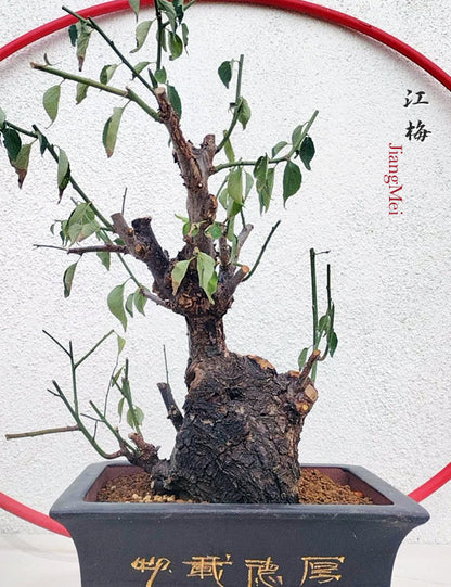 Rare White Plum Blossom JiangMei Japanese Apricot Bonsai (Prunus mume) – 15+ Year Old with pot CYMUS Nurery