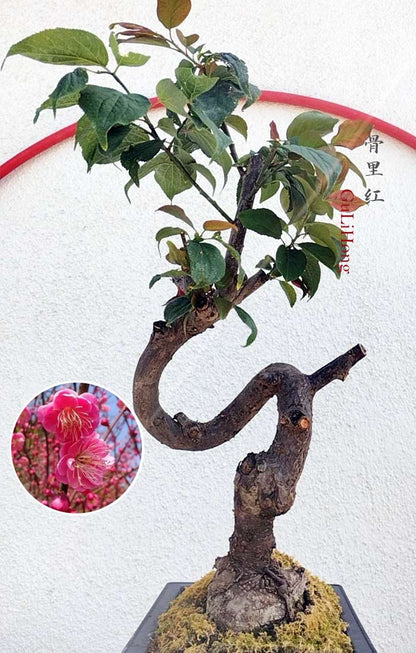 Rare Red Core Japanese Apricot Bonsai (Prunus mume) with pot – 8+ Year Old