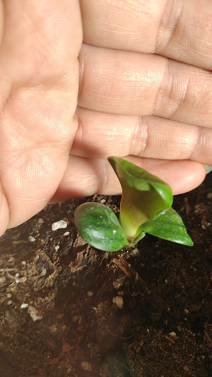 Baby Clivias-Clivia  君子兰苗  大桥  虎头 香味兰 圆头花脸 立板麻油