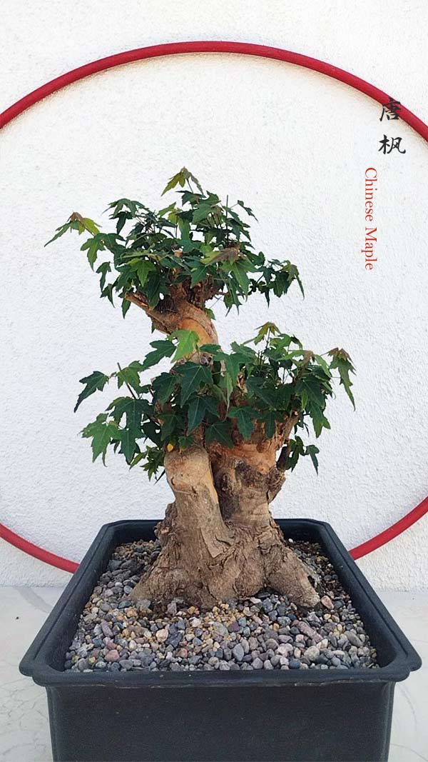 Authentic Chinese Trident Maple  Fiery Red Fall Colors, Old Style with pot