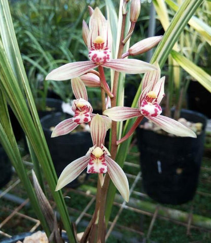 Cymbidium Orchids Ensifolium BaBaoQiZhen  Flowers Easy to Grow 八宝奇珍 建兰