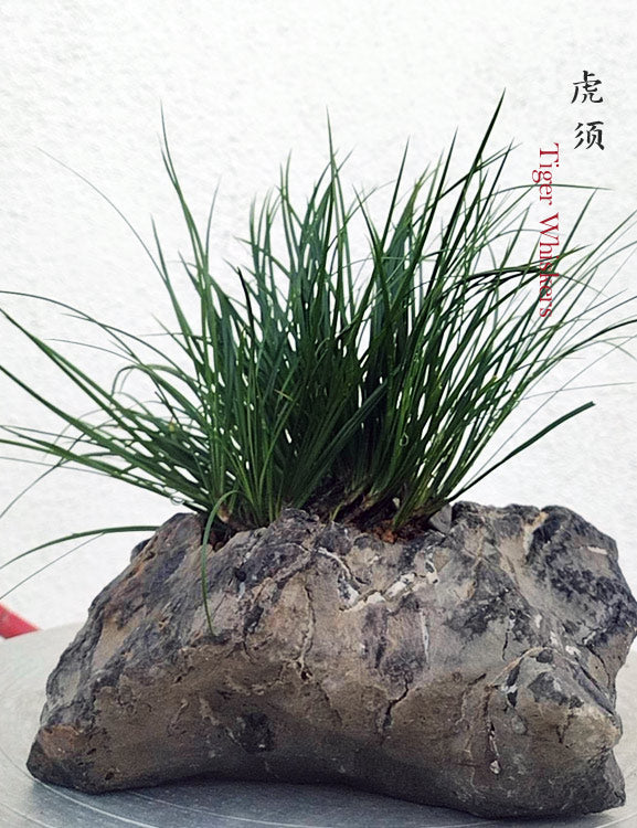 Tiger Whiskers Acorus Bonsai – Fragrant Foliage & Traditional Chinese Scholar’s Plant CYMUS Nursery