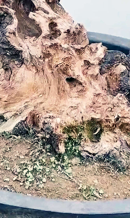 Pre-Sale Rare JadeButterfly Japanese Apricot Bonsai (Prunus mume) – 35+ Year Old with Buds