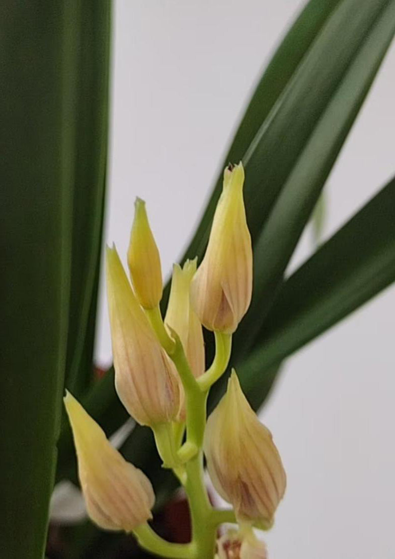 Live Orchid Color Plant 秋榜 菲雪 Flowers for Window, Yard, Garden-Spring Dew-Shipped With Flowers-QiuBang