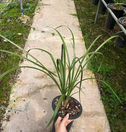 Per-sale Cymbidium Orchid Faberi 'ChengMei' Bare Root and Shipped no buds