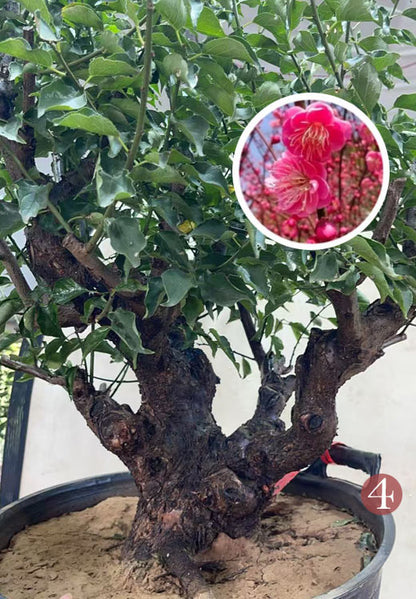 Pre-Sale Rare Flowering Plum Tree (Prunus mume) – 20+ Year Old Gulihong Bonsai Specimen CYMUS Nursery