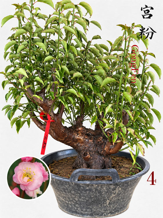 Pre-Sale Flowering Plum Bonsai, Rare GongFenMei Chinese Sweet Plum (Prunus mume) – 25+ Year Old Specimen CYMUS Nursery