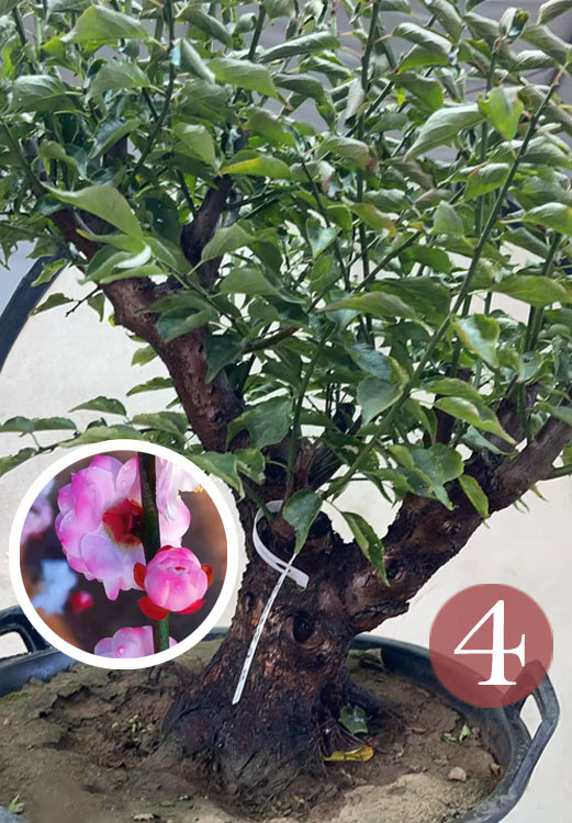 Pre-Sale Rare Hehua Yudie Japanese Apricot Bonsai (Prunus mume) – Pink & White Double Flowers CYMUS Cymbidium Orchids Plum Blossom Bonsai Sale