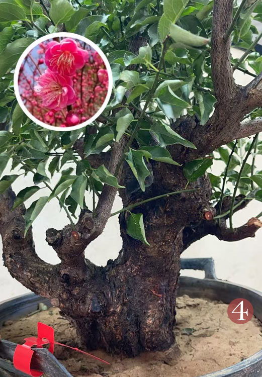 Pre-Sale Rare Flowering Plum Tree (Prunus mume) – 20+ Year Old Gulihong Bonsai Specimen CYMUS Nursery