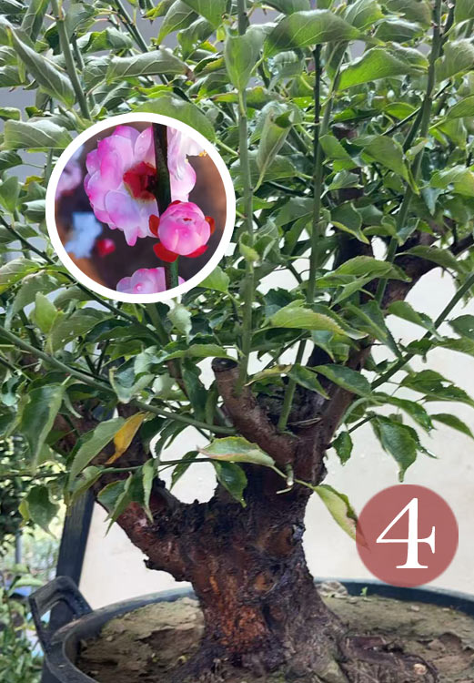 Pre-Sale Rare Hehua Yudie Japanese Apricot Bonsai (Prunus mume) – Pink & White Double Flowers CYMUS Cymbidium Orchids Plum Blossom Bonsai Sale