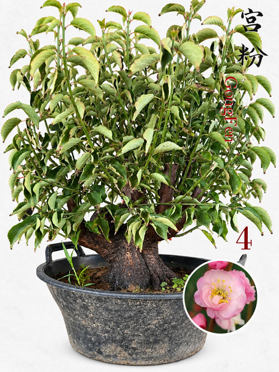 Pre-Sale Flowering Plum Bonsai, Rare GongFenMei Chinese Sweet Plum (Prunus mume) – 25+ Year Old Specimen CYMUS Nursery