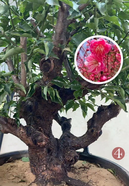 Pre-Sale Rare Flowering Plum Tree (Prunus mume) – 20+ Year Old Gulihong Bonsai Specimen CYMUS Nursery
