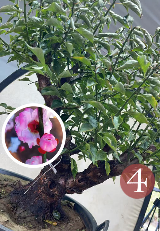 Pre-Sale Rare Hehua Yudie Japanese Apricot Bonsai (Prunus mume) – Pink & White Double Flowers CYMUS Cymbidium Orchids Plum Blossom Bonsai Sale