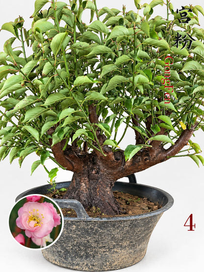 Pre-Sale Flowering Plum Bonsai, Rare GongFenMei Chinese Sweet Plum (Prunus mume) – 25+ Year Old Specimen CYMUS Nursery