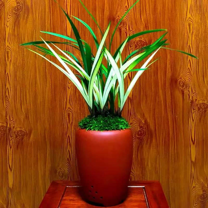 Cymbidium Orchid Ensifolium