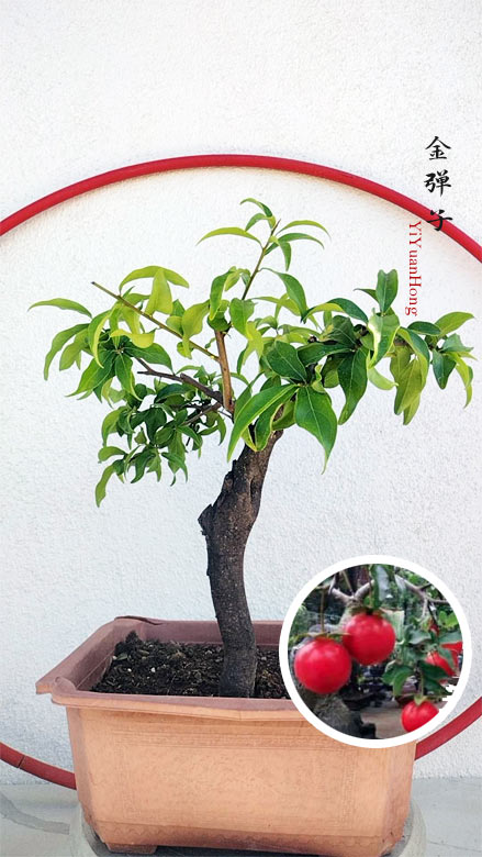 Chinese Maple | Jin Dan Zi Bonsai | Calamus | Chinese Elm