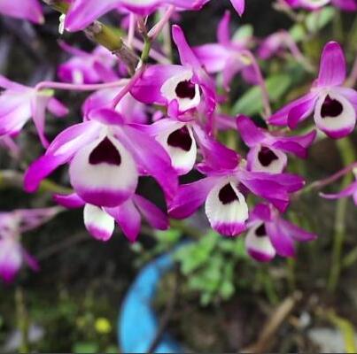 Den officinale 金钗石斛 Dendrobium nobile without flowers