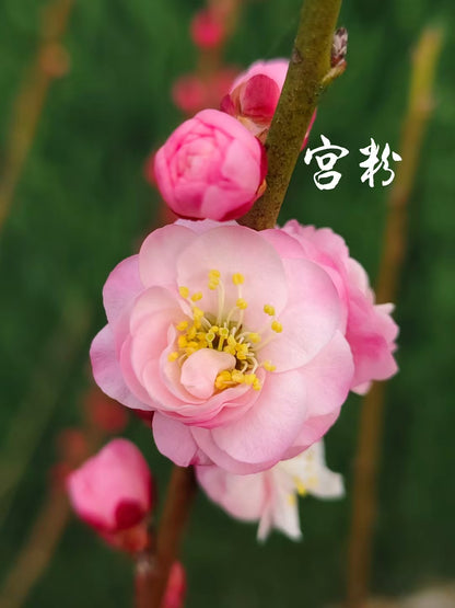Rare Pink Japanese Apricot Bonsai (Prunus mume) 15+ year old