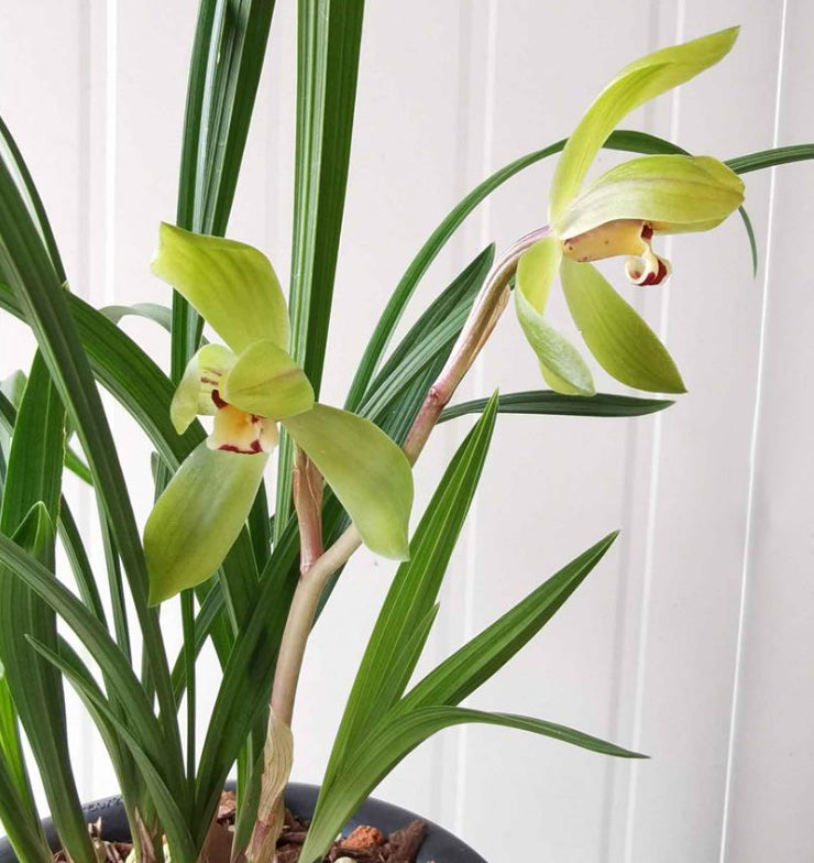Cymbidium Orchid Tortisepalum DaFuGui 春剑大富贵 Perfect for Windowsills or Indoors