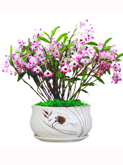 Den officinale 金钗石斛 Dendrobium nobile without flowers