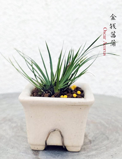 Oscar Calamus Acorus Bonsai – Fragrant Foliage & Traditional Chinese Scholar’s Plant with pot CYMUS Nursery