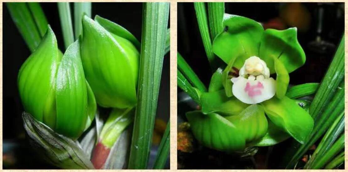 Pre-order Cymbidium Orchid Goeringii Green Cloud 绿云 Bare Root without buds