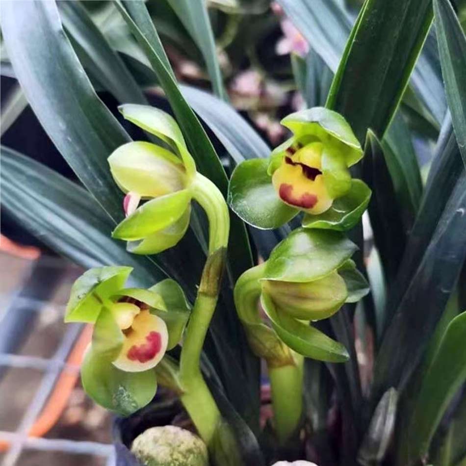 Chunlan Orchid “Yu Linglong” goeringii – Premium Lotus Petal Masterpiece with Buds