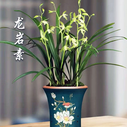 Cymbidium ensifolium-LongYanSu 龙岩素 easy care outdoor and indoor