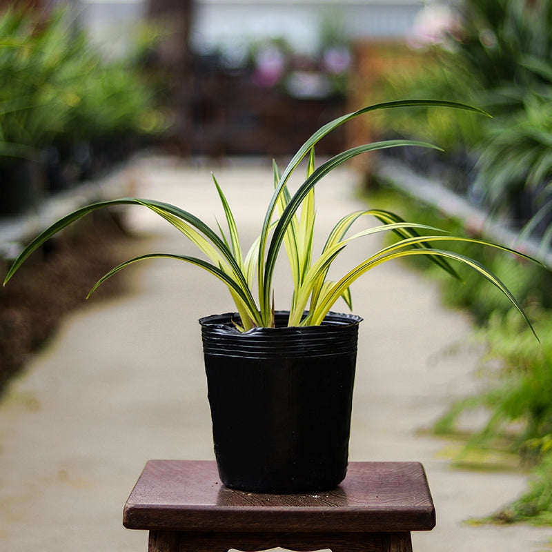 Noble Orchid Plant Live Cymbidium Sinense-Lan yang zhi song-Bare Foot and Shipped Without Flower 墨兰 兰阳之松