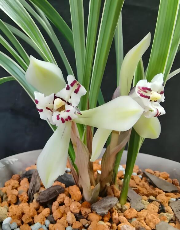 Cymbidium Orchid Fragrant Goeringii XingGuangDaDao 星光大道 Flowers Easy to Grow, NOT in Bud