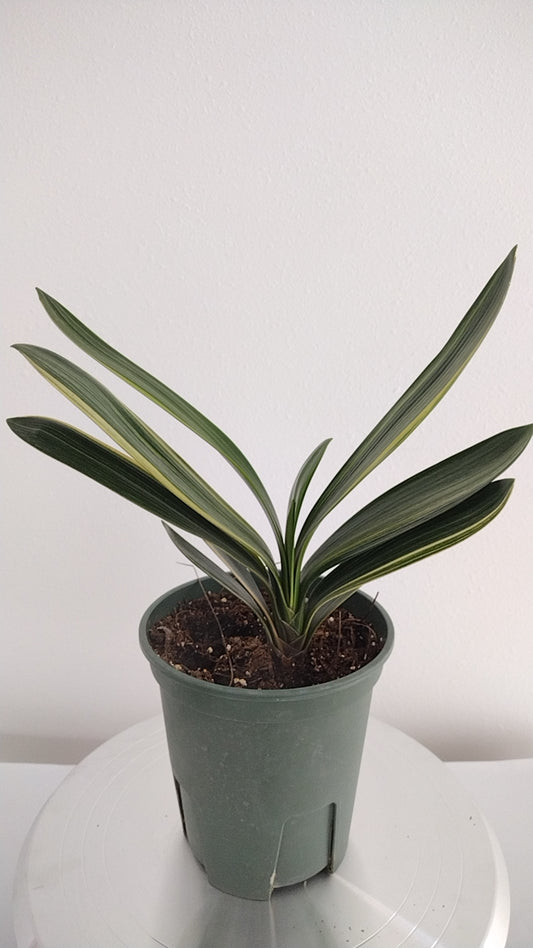 Variegated Clivia  君子兰 彩兰   五彩鸳鸯4 Multicolored Mandarin Duck with pot