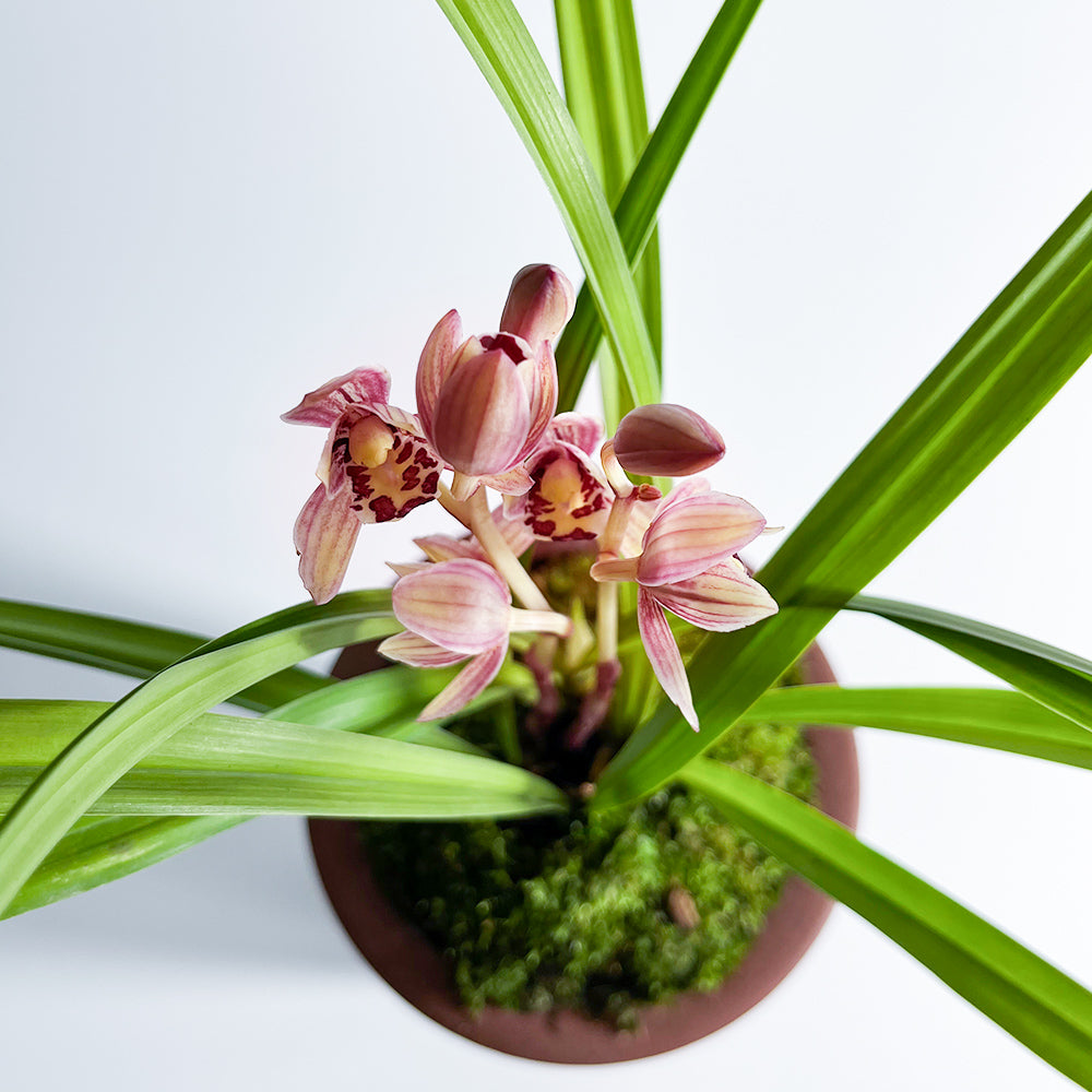 Cymbidium ensifolium-RedMoon 红月 easy care outdoor and indoor