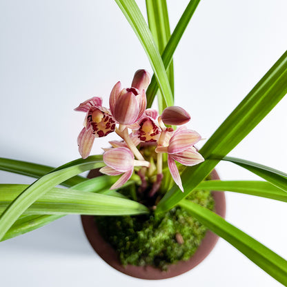 Cymbidium ensifolium-RedMoon 红月 easy care outdoor and indoor