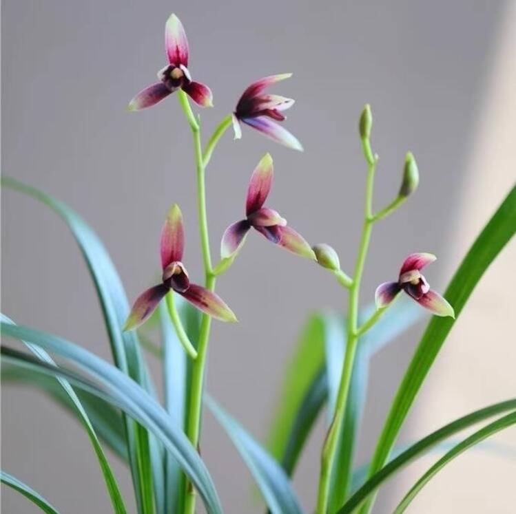 Live Cymbidium Orchid  赤城 Flowers Easy to Grow, House Plants-ChiCheng - 建兰