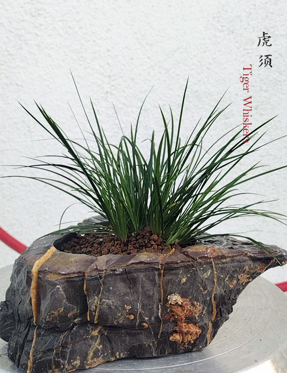 Tiger Whiskers Acorus Bonsai – Fragrant Foliage & Traditional Chinese Scholar’s Plant CYMUS Nursery