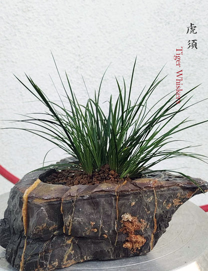 Tiger Whiskers Acorus Bonsai – Fragrant Foliage & Traditional Chinese Scholar’s Plant CYMUS Nursery