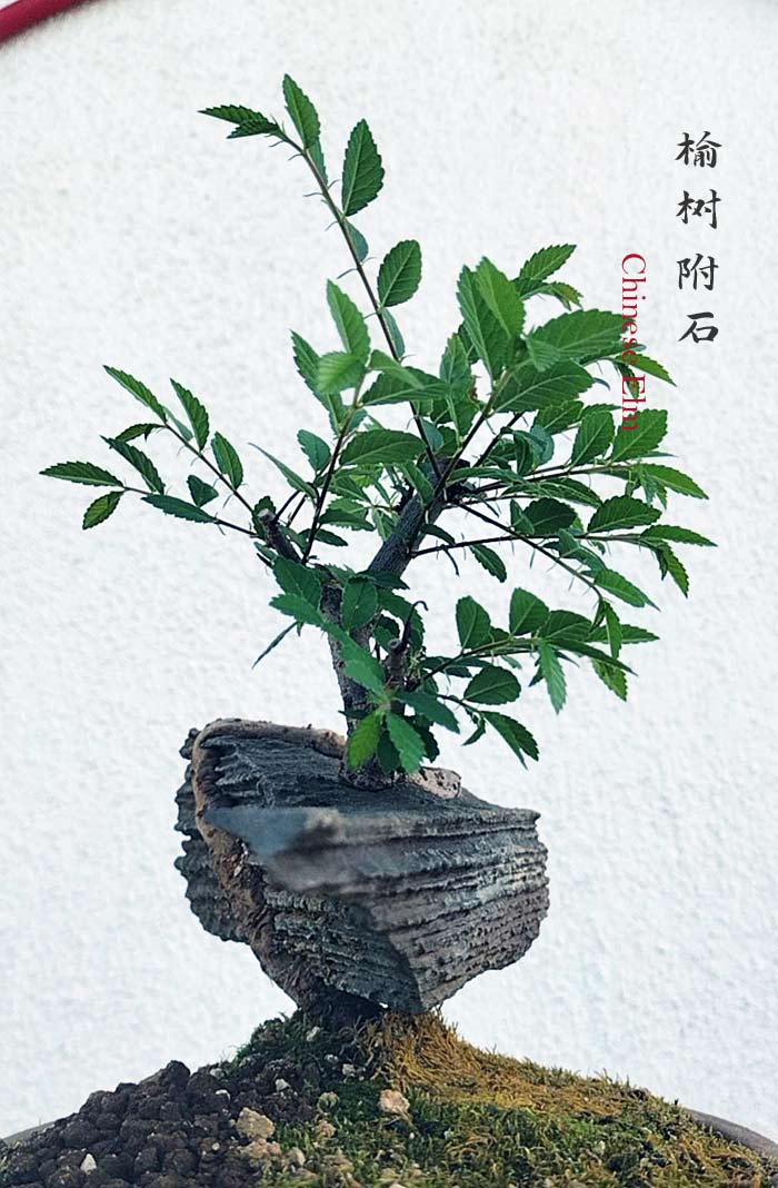 Chinese Elm Root-Fly-XinJiang Rock Bonsai – Beginner Friendly easy care shipping with pot