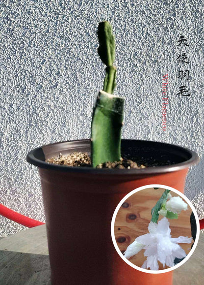 Thanksgiving/Christmas Cactus Schlumbergera "White Flamenco" cuttings-no roots